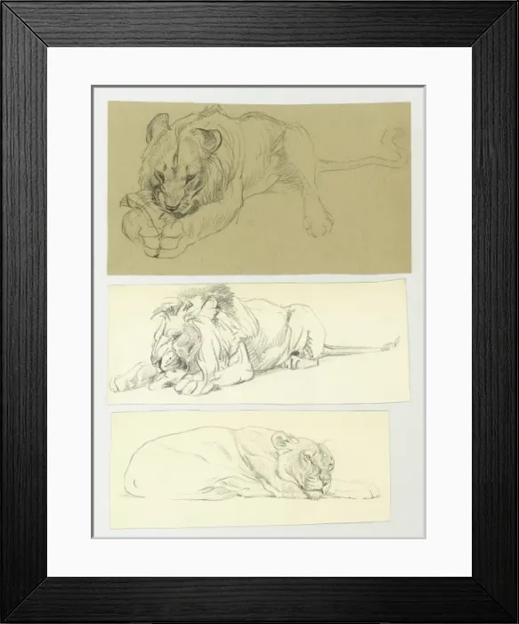 Framed Print : Studies of a Lioness Framed Print : Studies of a Lioness