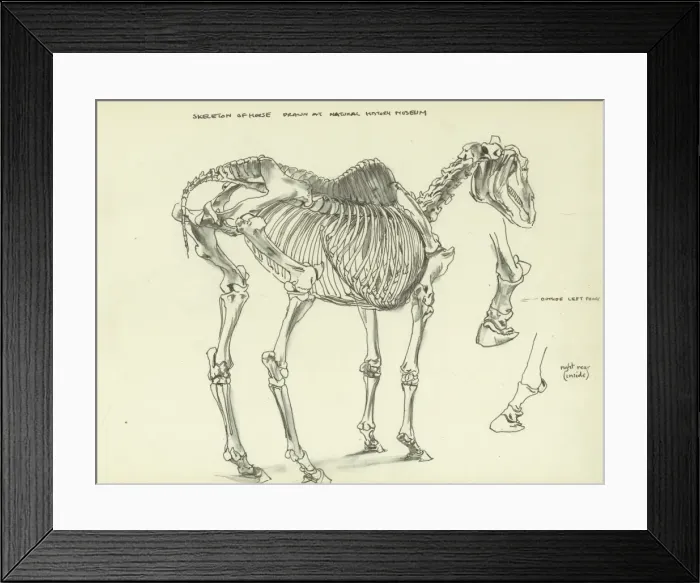 Framed Print : Skeleton of a horse Framed Print : Skeleton of a horse