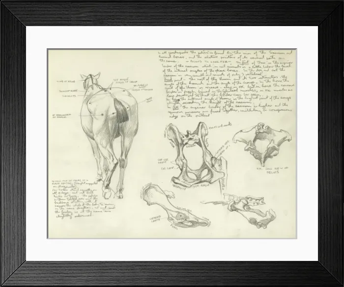 Framed Print : Studies of a horse Framed Print : Studies of a horse