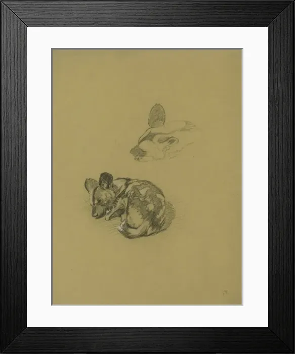 Framed Print : Young Hyena Framed Print : Young Hyena