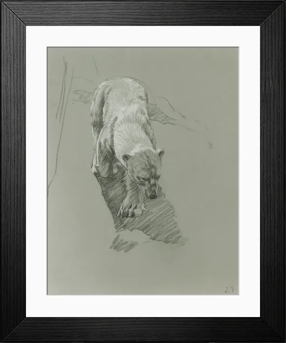 Framed Print : Polar Bear Framed Print : Polar Bear