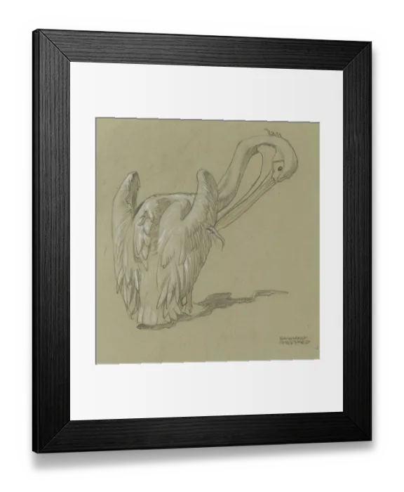 Framed Print : Pelican Studies Framed Print : Pelican Studies