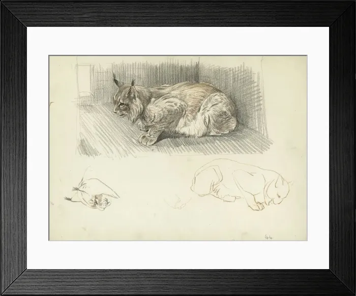 Framed Print : Lynx. Studies of a lynx Framed Print : Lynx. Studies of a lynx