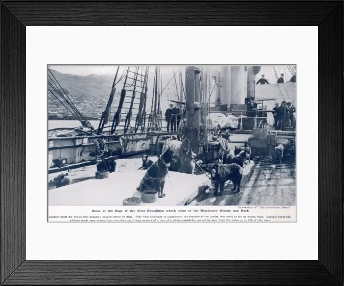 Framed Print : Some of the dogs of the Scott expedition Framed Print : Some of the dogs of the Scott expedition