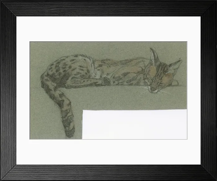 Framed Print : Serval sleeping Framed Print : Serval sleeping