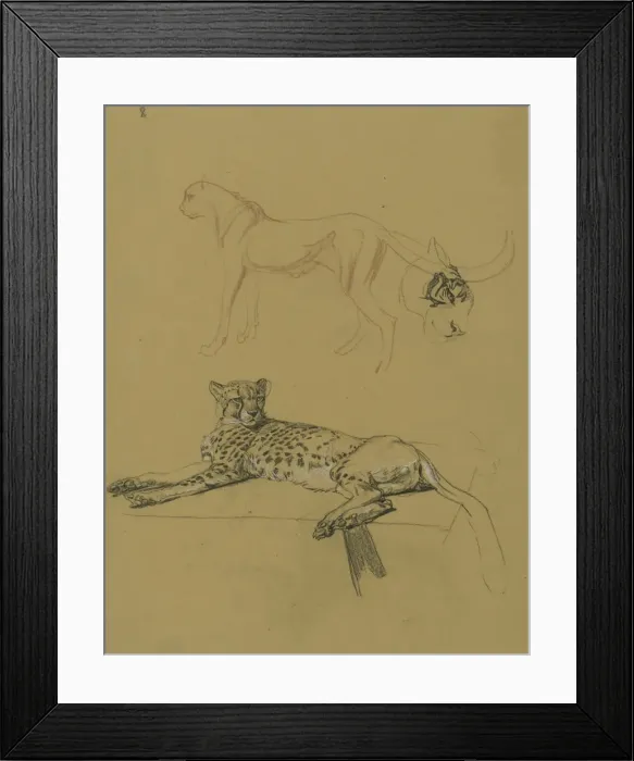 Framed Print : Cheetah Lying Down Framed Print : Cheetah Lying Down