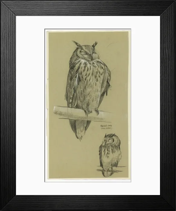 Framed Print : Eagle Owl Bubo Bubo Framed Print : Eagle Owl Bubo Bubo