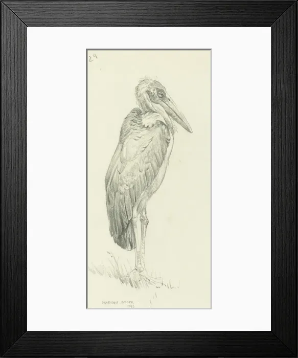 Framed Print : Marabou Stork Framed Print : Marabou Stork