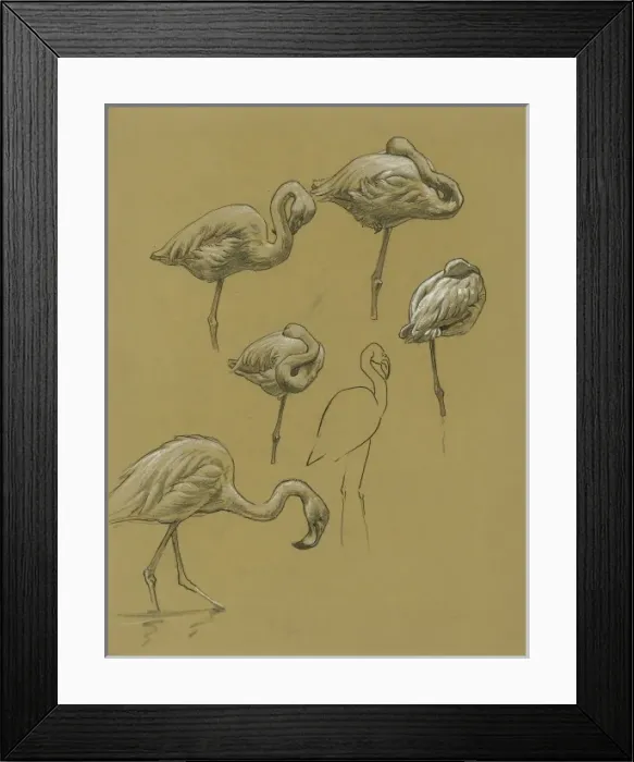 Framed Print : Studies of Flamingoes Framed Print : Studies of Flamingoes