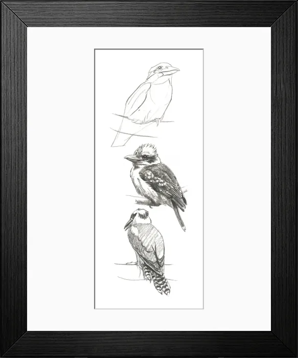 Framed Print : Kookaburra Framed Print : Kookaburra