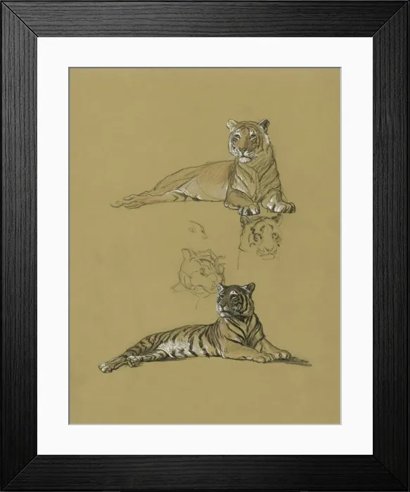 Framed Print : Tiger reclining - studies and view of head Framed Print : Tiger reclining - studies and view of head
