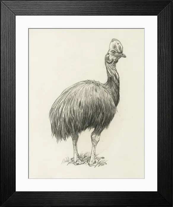 Framed Print : Cassowary Framed Print : Cassowary
