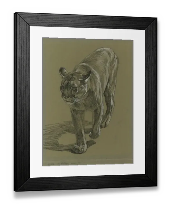 Framed Print : Puma stalking forward Framed Print : Puma stalking forward