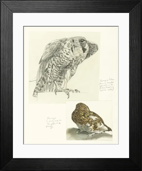 Framed Print : Peregrine and Ptarmigan Framed Print : Peregrine and Ptarmigan