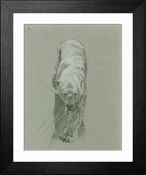 Framed Print : Polar Bear Framed Print : Polar Bear