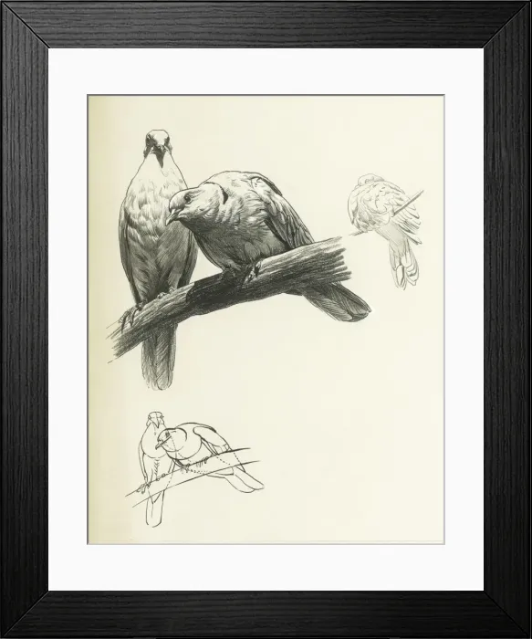 Framed Print : Doves. A study of two doves on a branch Framed Print : Doves. A study of two doves on a branch