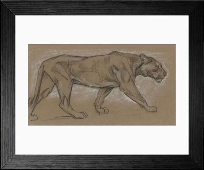 Framed Print : Lioness Pacing Framed Print : Lioness Pacing