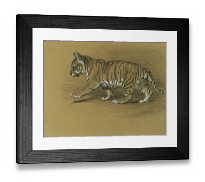 Framed Print : Tiger Cub Framed Print : Tiger Cub