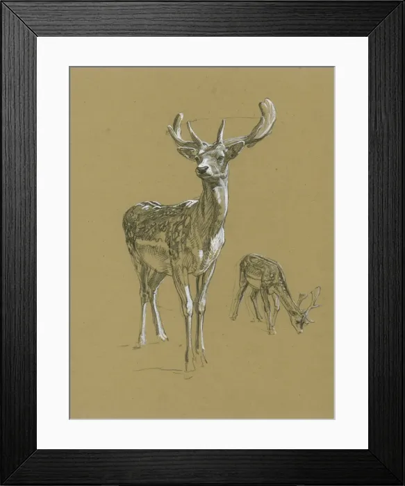 Framed Print : Fallow Deer Studies Framed Print : Fallow Deer Studies
