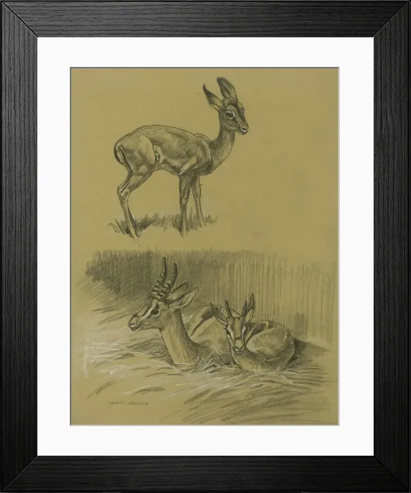 Framed Print : Grants Gazelle & young Impala Framed Print : Grants Gazelle & young Impala