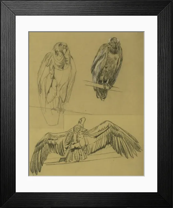 Framed Print : Condors. Studies of condors Framed Print : Condors. Studies of condors