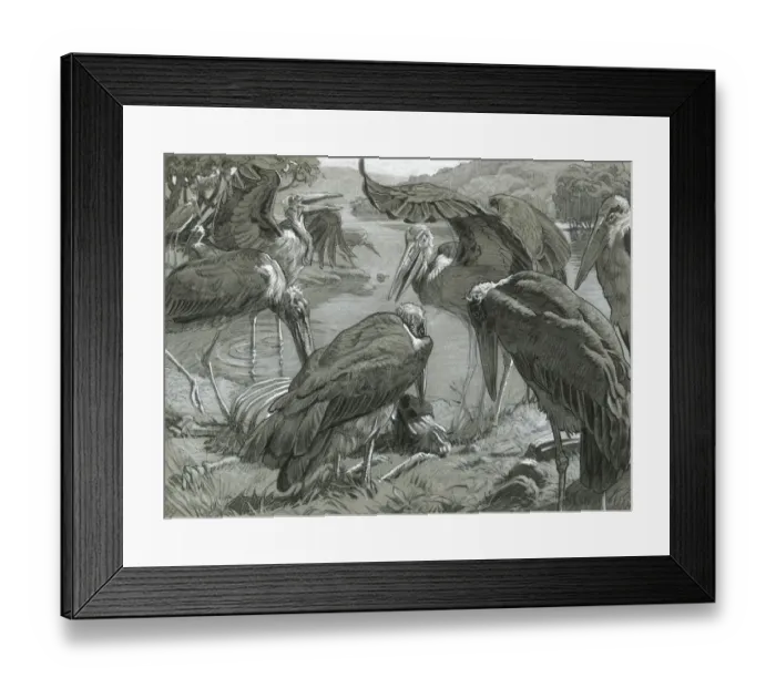 Framed Print : Marabou Storks feeding Framed Print : Marabou Storks feeding