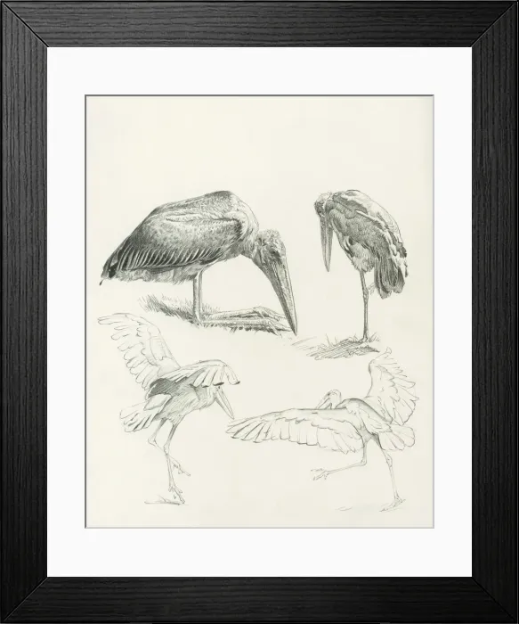 Framed Print : Marabou Storks Framed Print : Marabou Storks