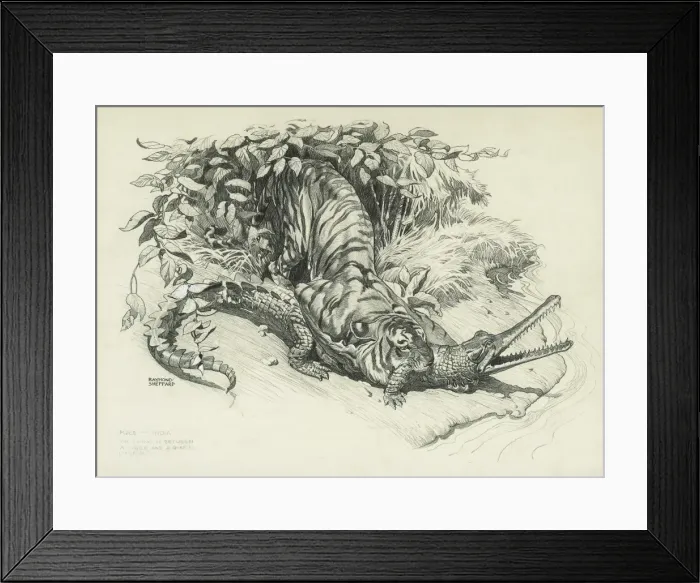 Framed Print : Tiger and Gharial in Combat Framed Print : Tiger and Gharial in Combat