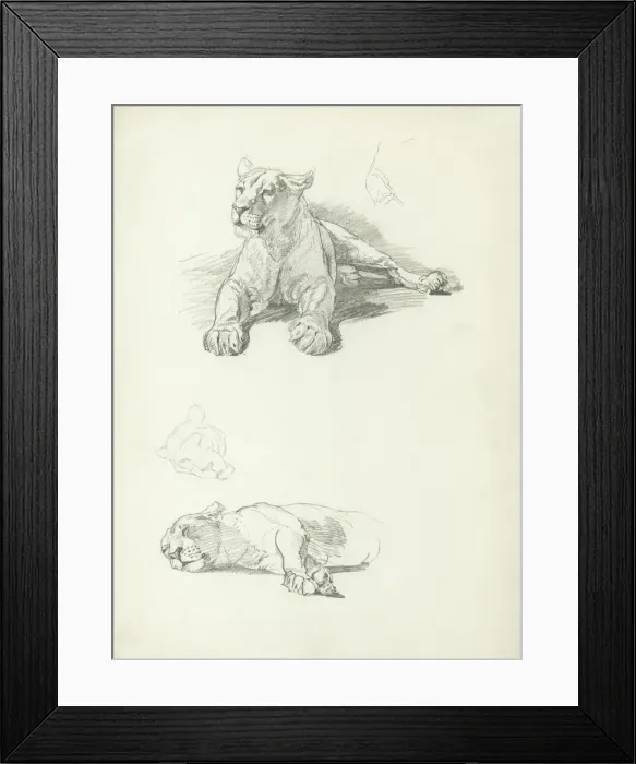 Framed Print : Lioness Studies Framed Print : Lioness Studies
