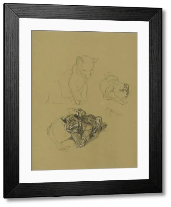 Framed Print : Sketches of Tiger Cubs playing Framed Print : Sketches of Tiger Cubs playing