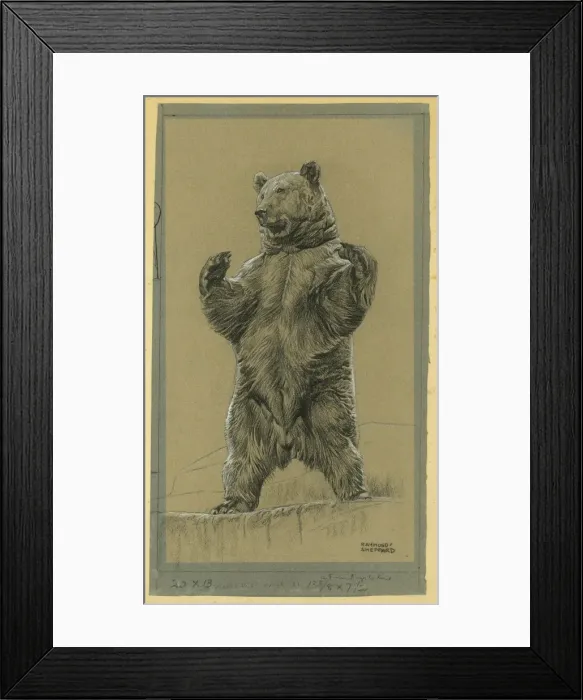Framed Print : Bear Standing Framed Print : Bear Standing