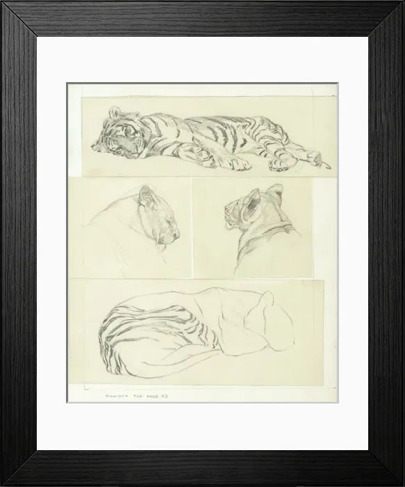 Framed Print : Tiger Studies Framed Print : Tiger Studies