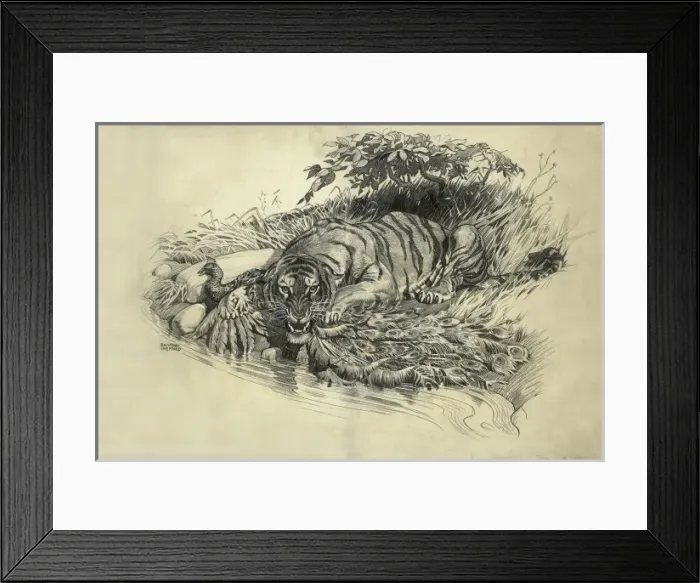 Framed Print : Tiger and Peacock Framed Print : Tiger and Peacock
