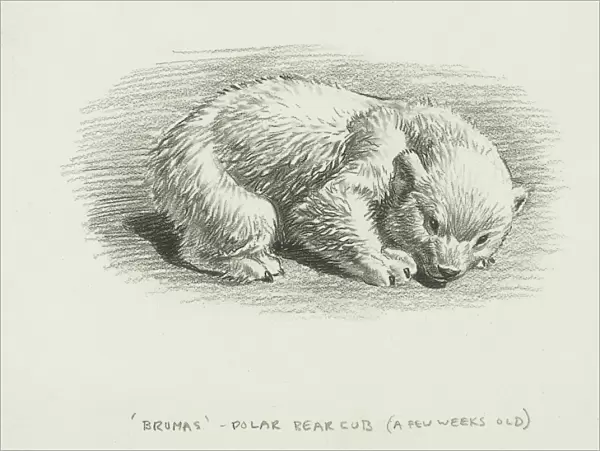 Brumas Polar Bear