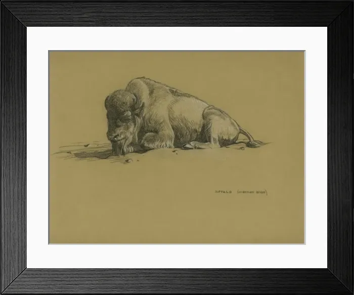 Framed Print : Bison. Buffalo (American bison) Framed Print : Bison. Buffalo (American bison)