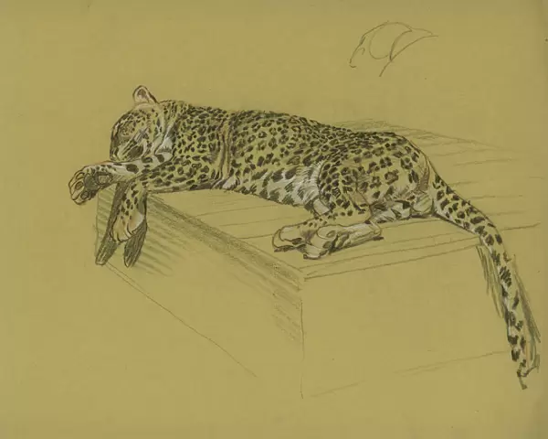 Leopard lying on a ledge