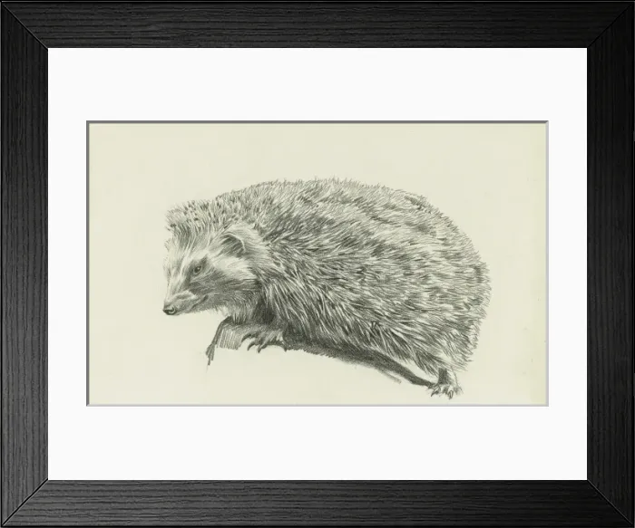 Framed Print : A hedgehog Framed Print : A hedgehog