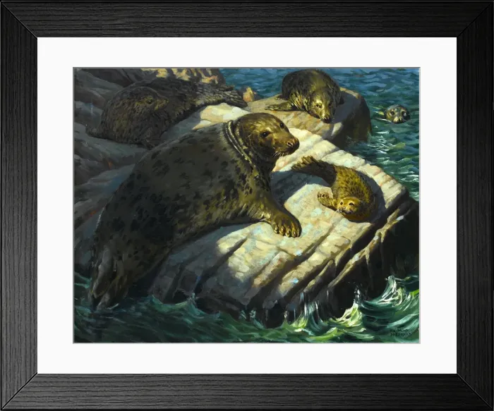 Framed Print : Seals on a rock Framed Print : Seals on a rock