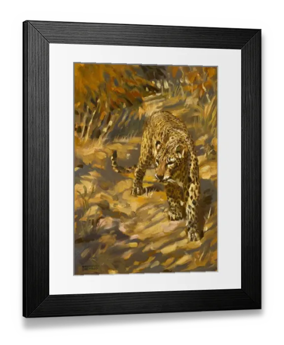 Framed Print : A leopard in the wild blending into its surroundings Framed Print : A leopard in the wild blending into its surroundings