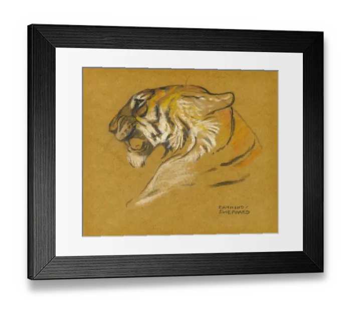 Framed Print : Head of a tiger Framed Print : Head of a tiger