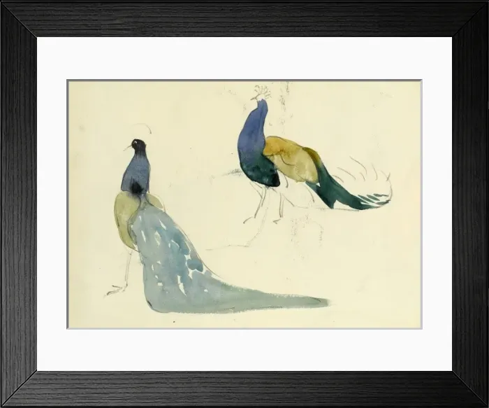 Framed Print : Studies of peacocks Framed Print : Studies of peacocks