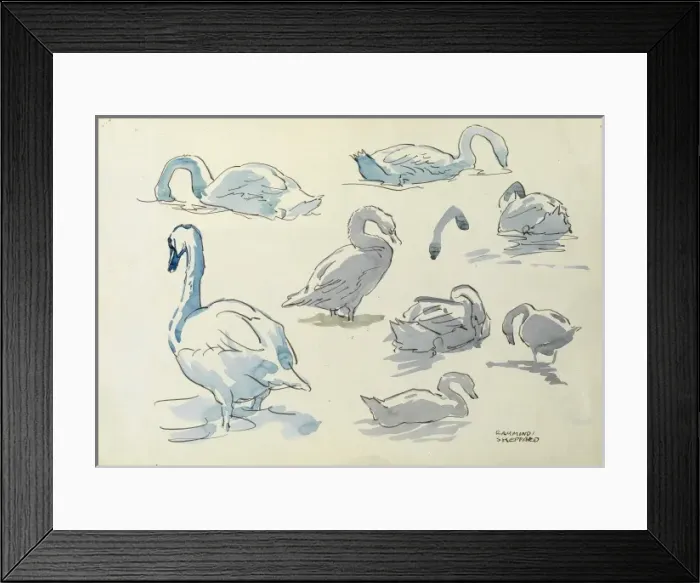 Framed Print : Studies of swans Framed Print : Studies of swans