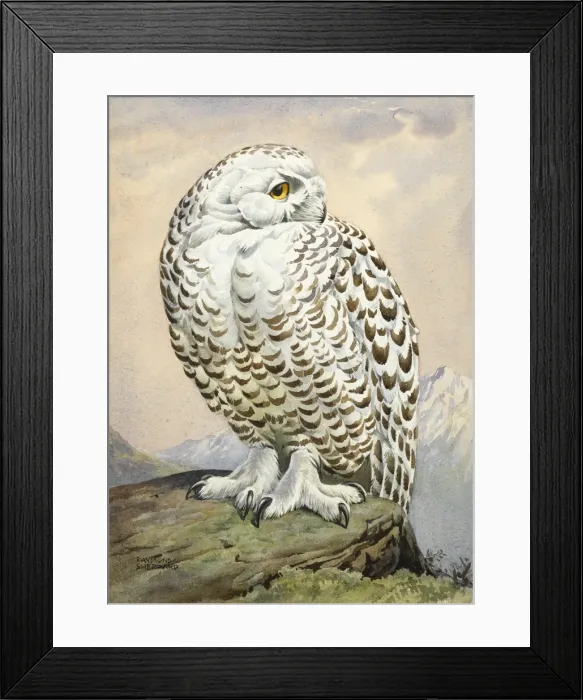 Framed Print : A snowy owl Framed Print : A snowy owl