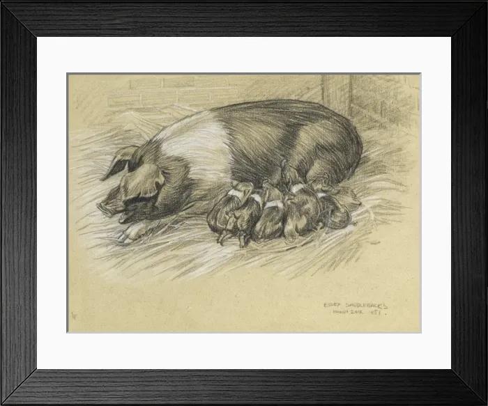 Framed Print : A sow with piglets Framed Print : A sow with piglets