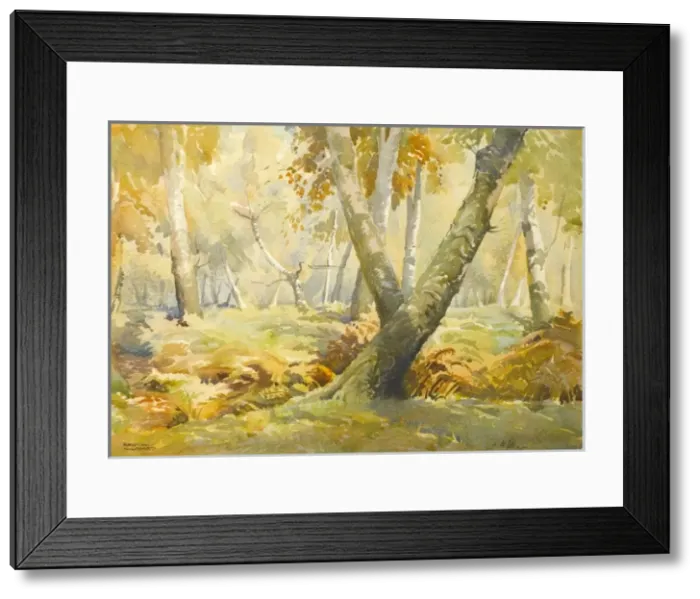 Framed Print : Woodland landscape Framed Print : Woodland landscape