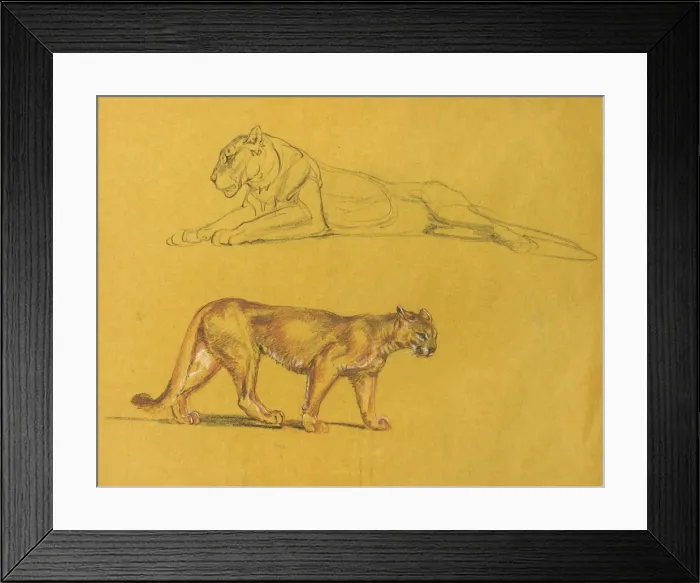 Framed Print : Lioness and puma