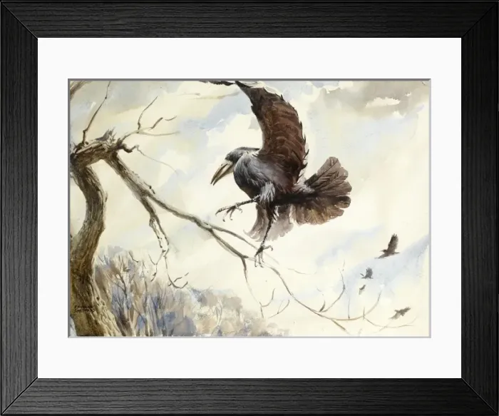 Framed Print : Rook in flight Framed Print : Rook in flight