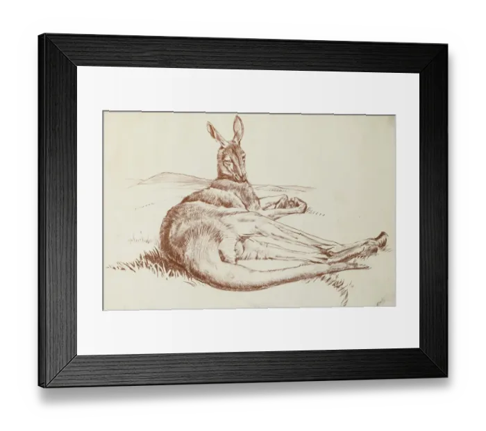 Framed Print : Kangeroo. A kangeroo lying down Framed Print : Kangeroo. A kangeroo lying down