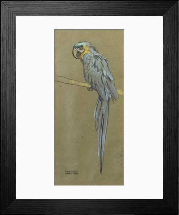 Framed Print : Parrot. A parrot on a branch Framed Print : Parrot. A parrot on a branch