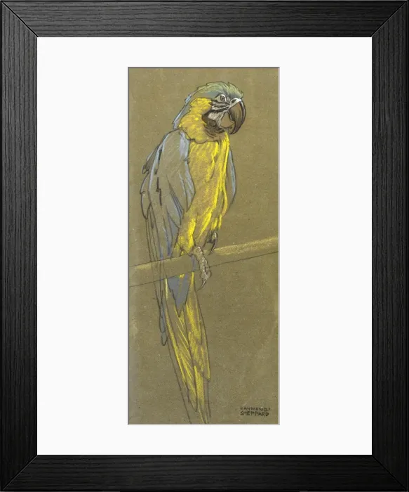 Framed Print : Parrot on a branch Framed Print : Parrot on a branch